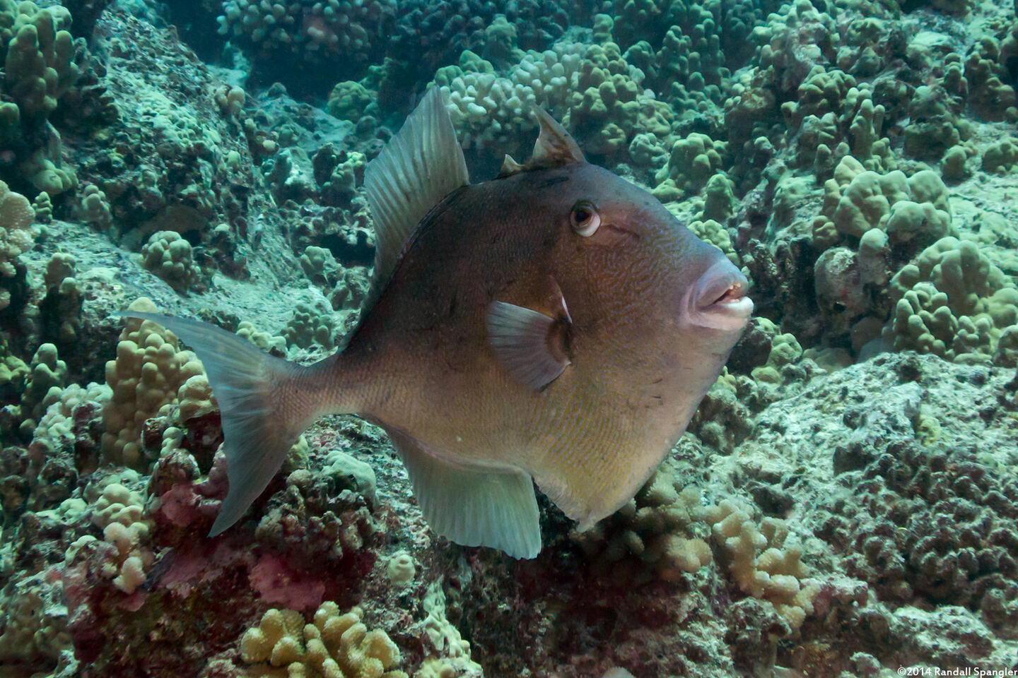 Balistes polylepis (Finescale Triggerfish)