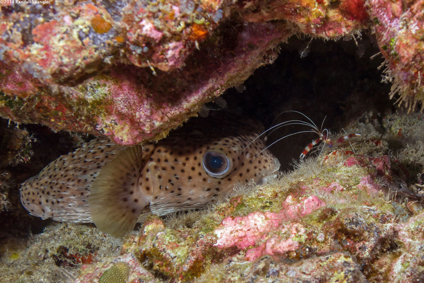 Diodon hystrix (Porcupinefish)