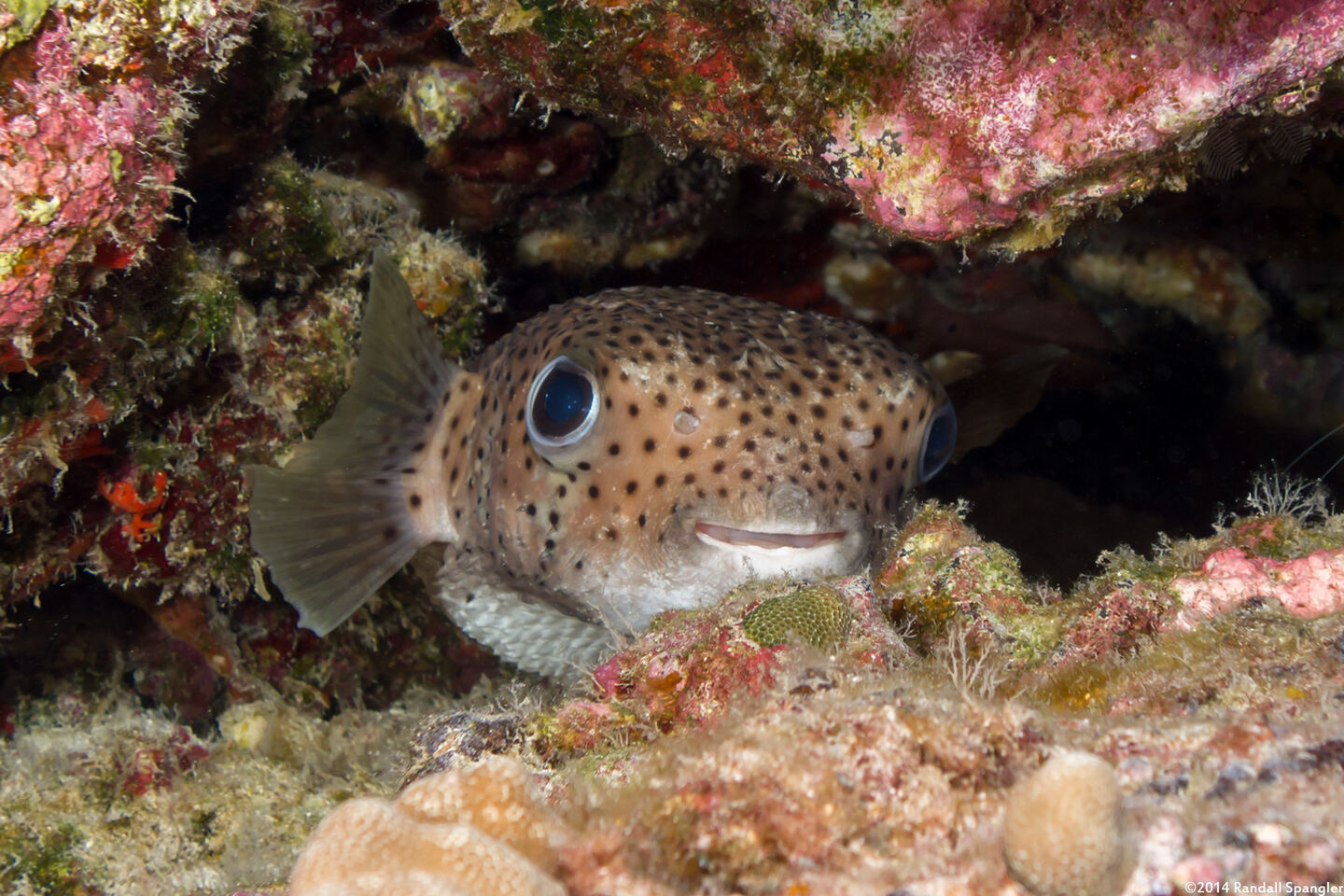 Diodon hystrix (Porcupinefish)