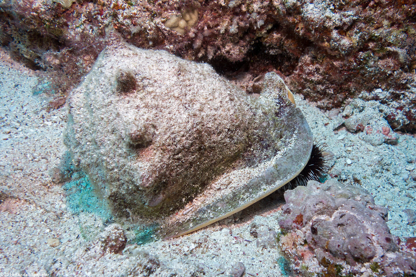 Cassis cornuta (Horned Helmet)