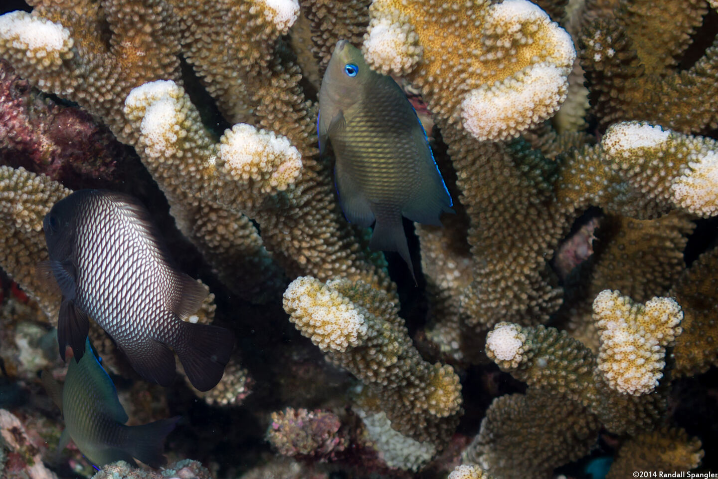 Plectroglyphidodon johnstonianus (Johnston Damsel)