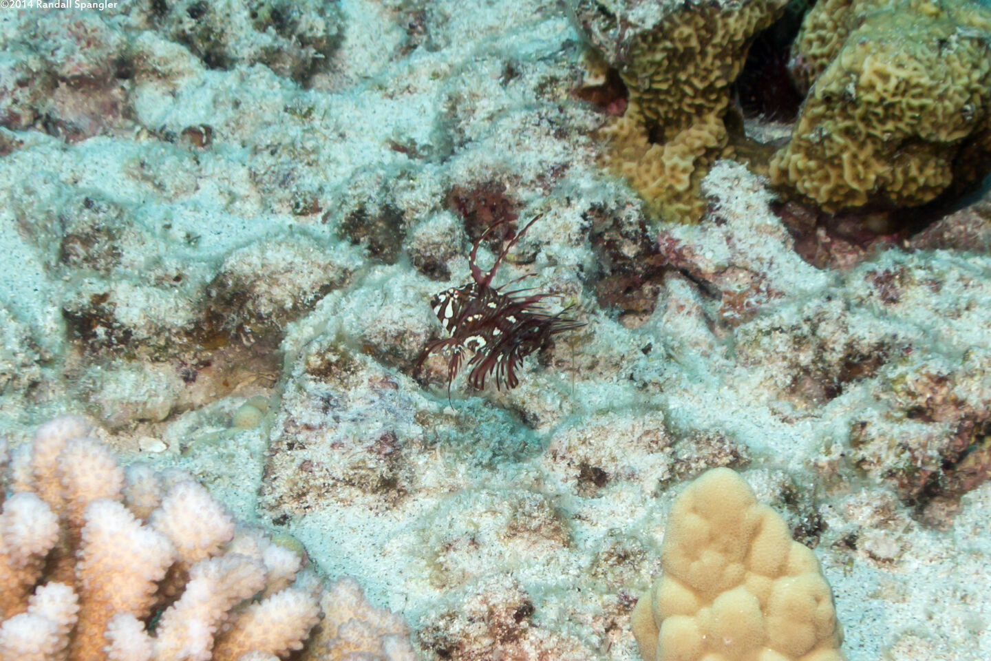 Novaculichthys taeniourus (Rockmover Wrasse)