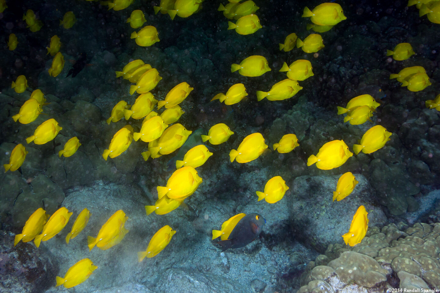 Zebrasoma flavescens (Yellow Tang)