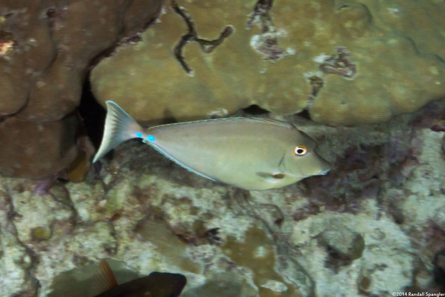 Naso unicornis (Bluespine Unicornfish)