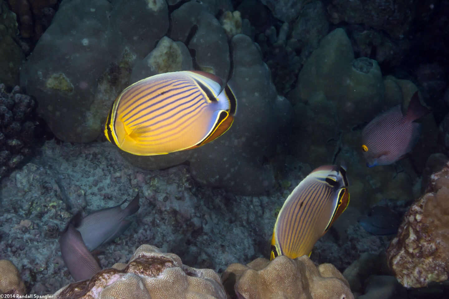 Chaetodon lunulatus (Redfin Butterflyfish)