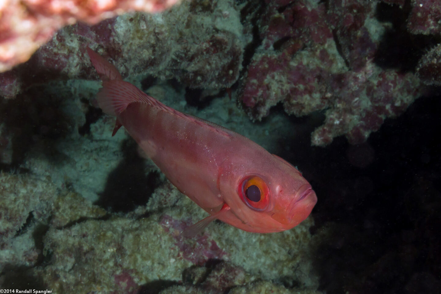 Heteropriacanthus cruentatus (Glasseye)