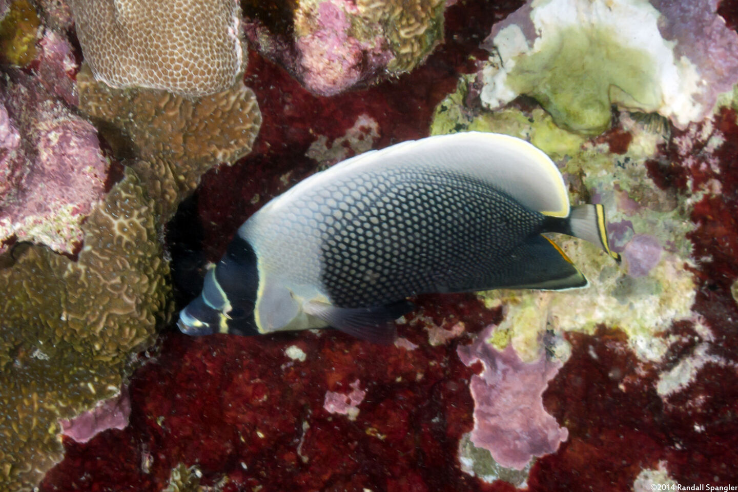 Chaetodon reticulatus (Reticulated Butterflyfish)