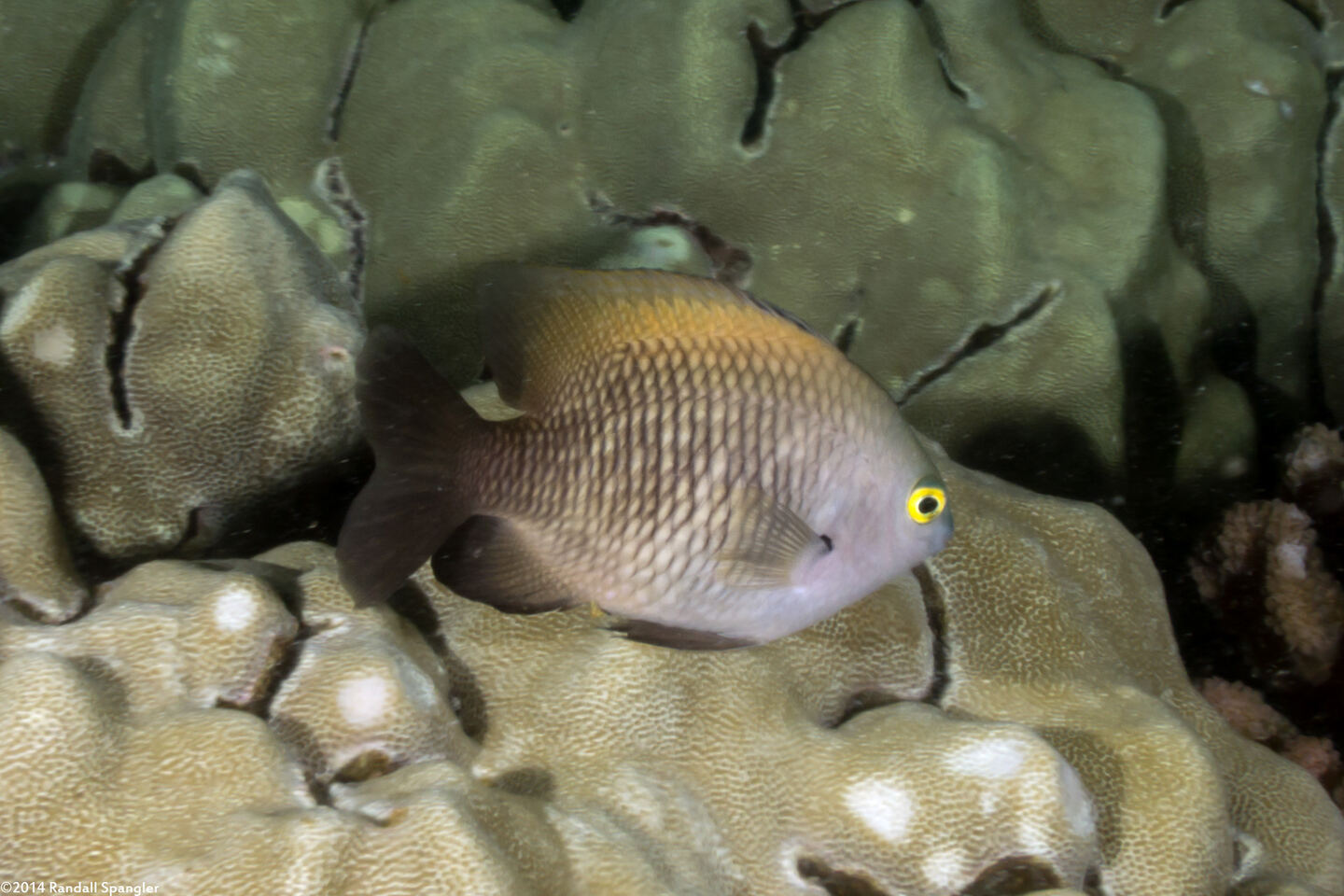 Plectroglyphidodon marginatus (Hawaiian Gregory)