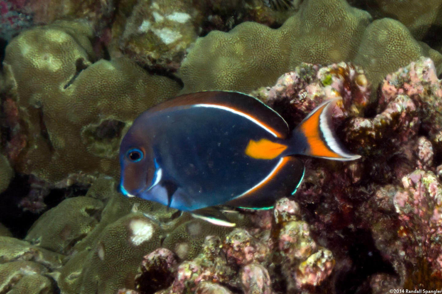 Acanthurus achilles (Achilles Tang)