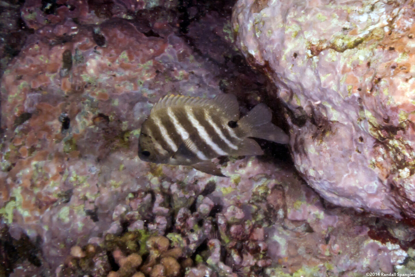 Abudefduf sordidus (Blackspot Sergeant)