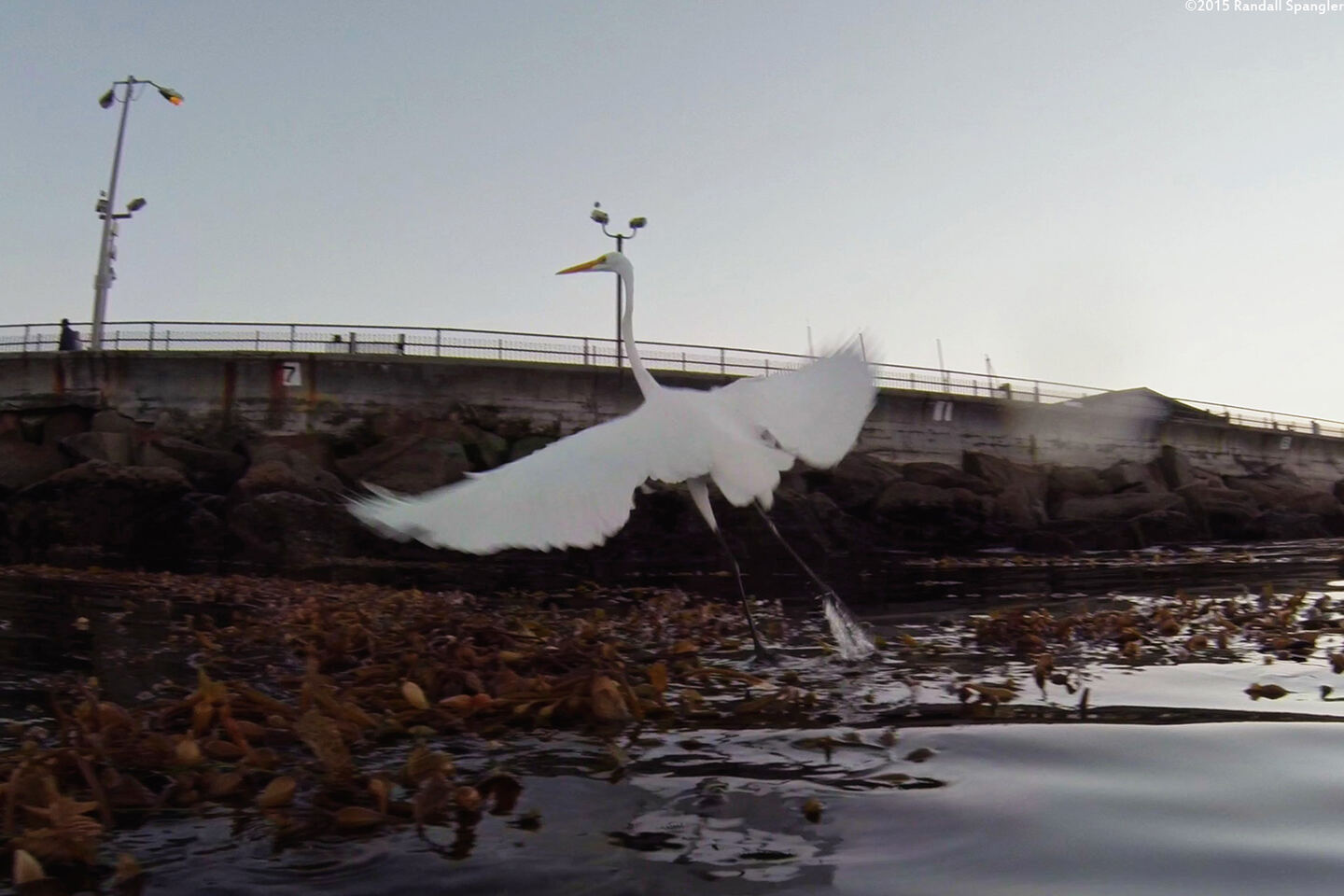 Ardea alba (Great Egret)