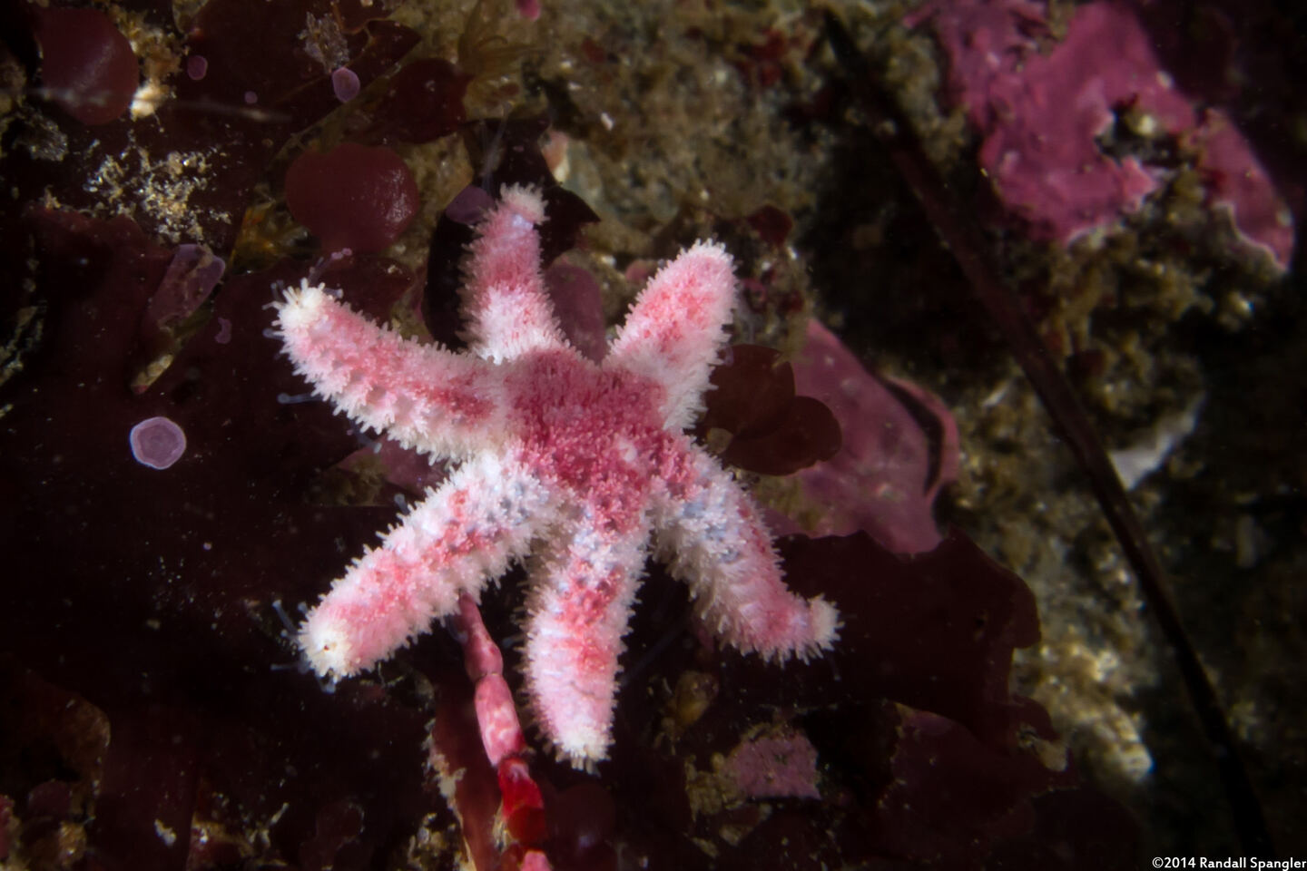 Leptasterias hexactis (Six-Arm Star)