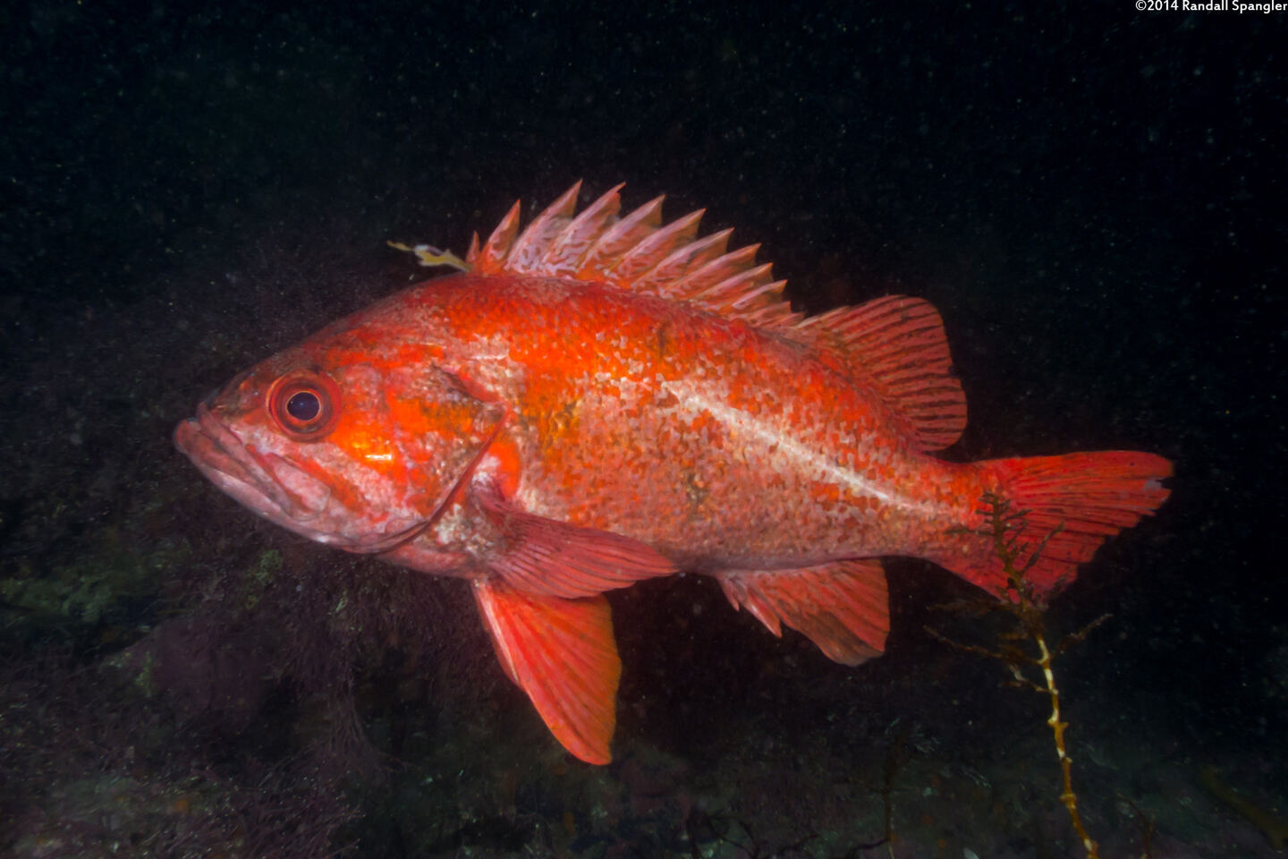 Sebastes miniatus (Vermilion Rockfish)