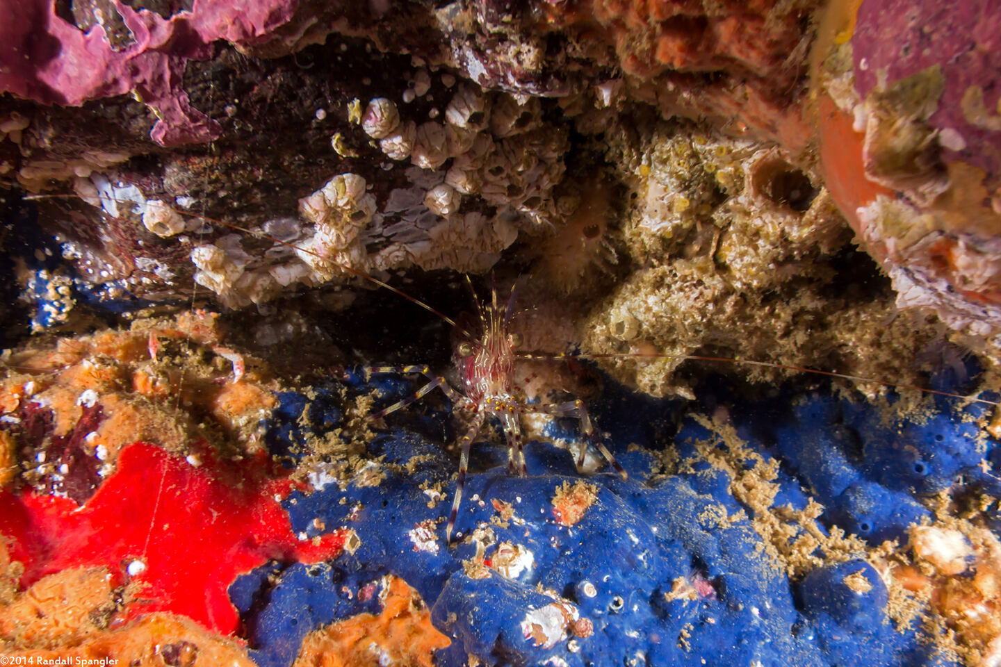 Acanthancora cyanocrypta (Cobalt Sponge)