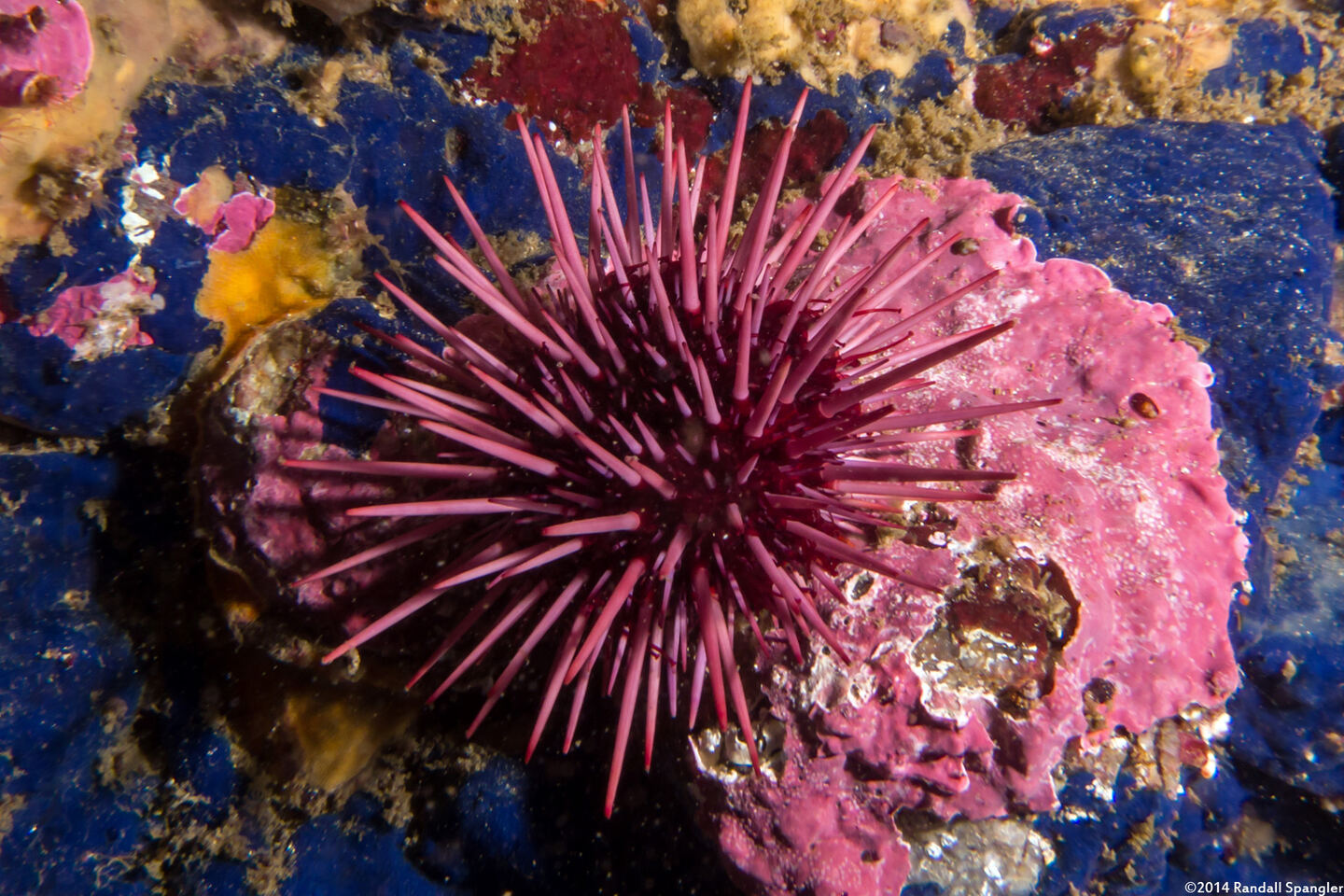 Mesocentrotus franciscanus (Red Sea Urchin)
