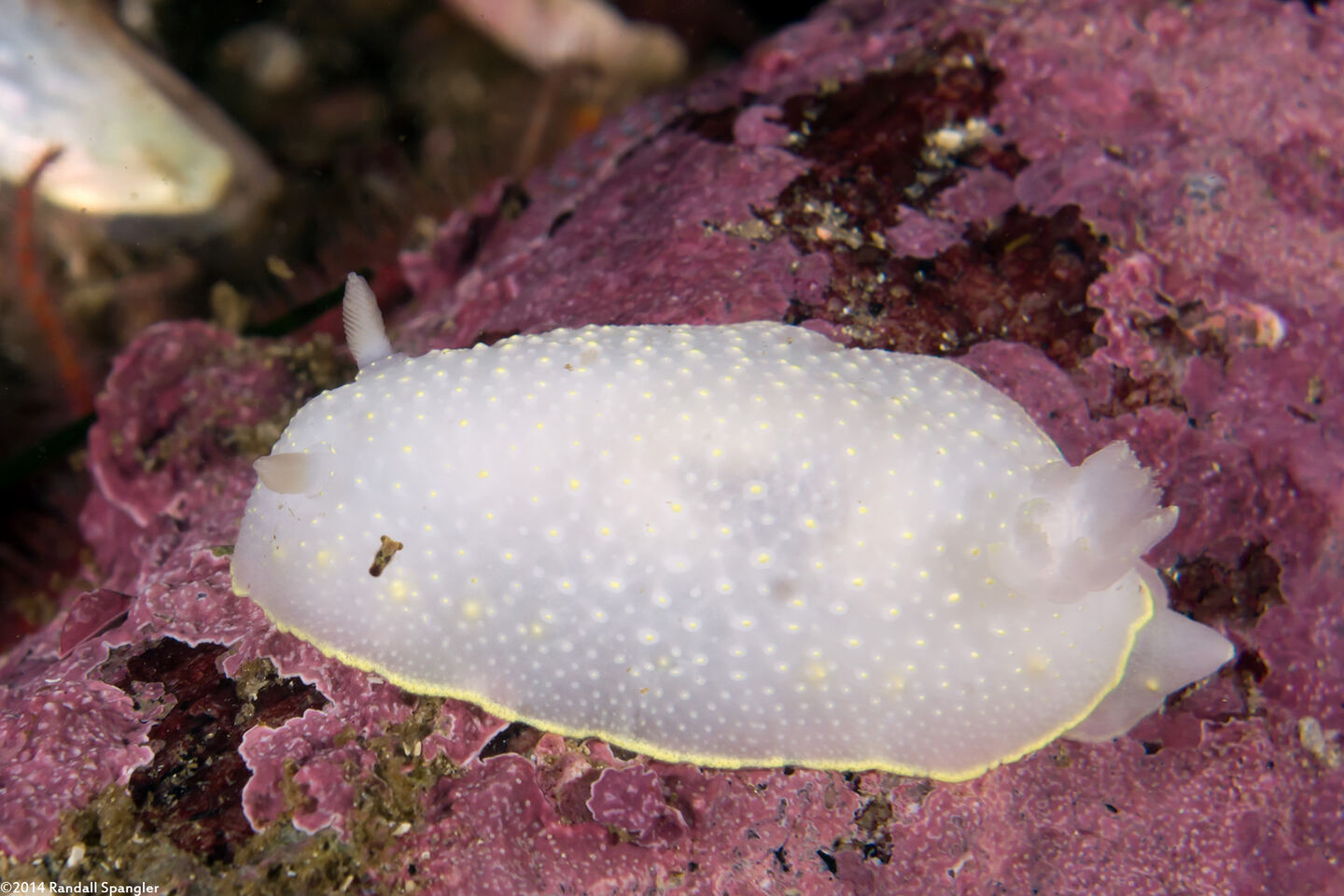 Cadlina luteomarginata (Yellow Margin Cadlina)