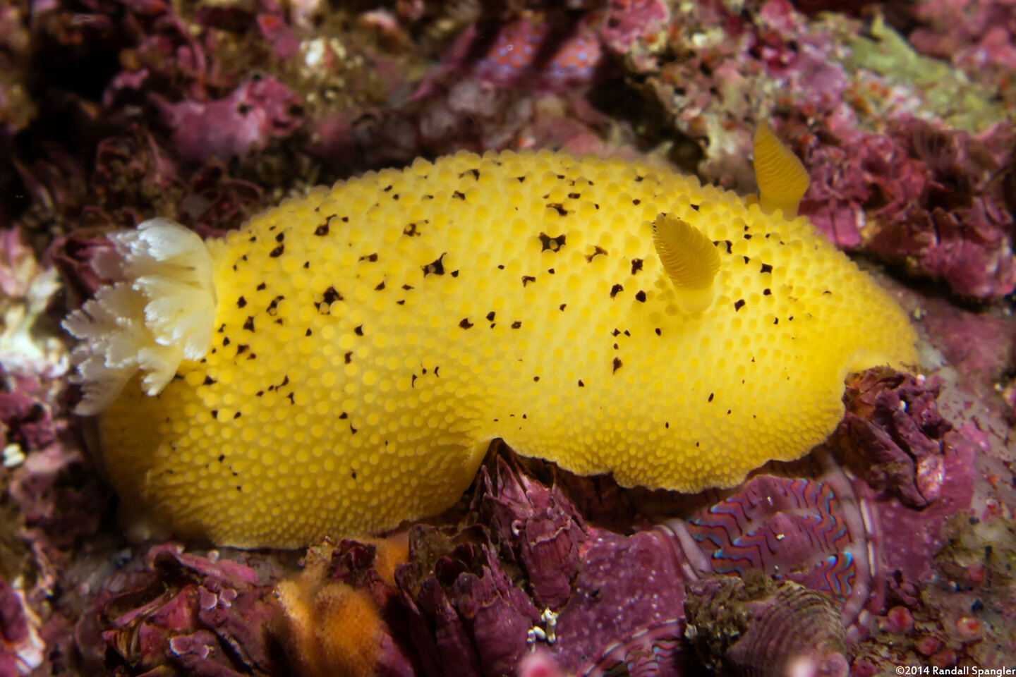 Peltodoris nobilis (Sea Lemon)