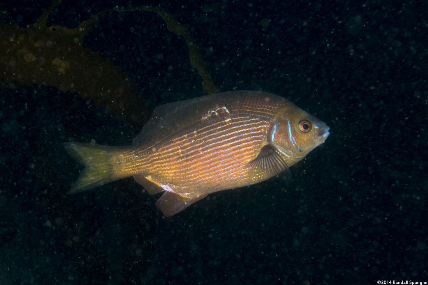 Embiotoca lateralis (Striped Seaperch)