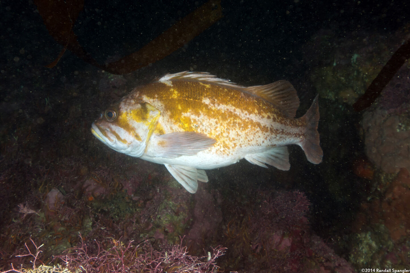 Sebastes caurinus (Copper Rockfish)