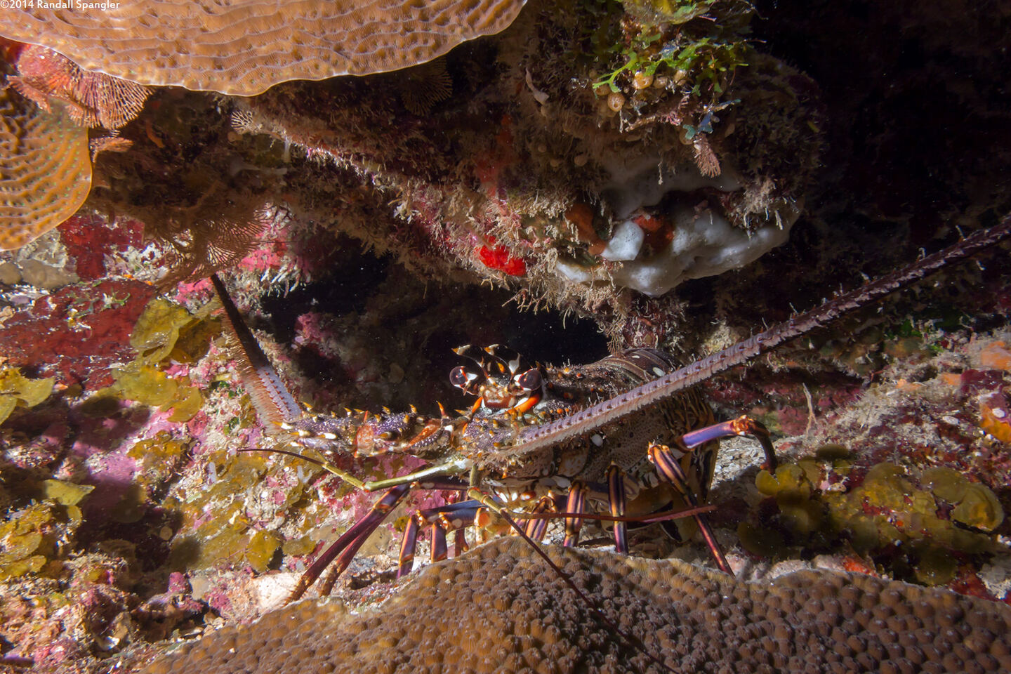 Panulirus argus (Caribbean Spiny Lobster)