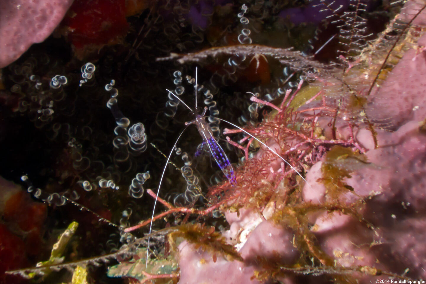 Ancylomenes pedersoni (Pederson Cleaner Shrimp)