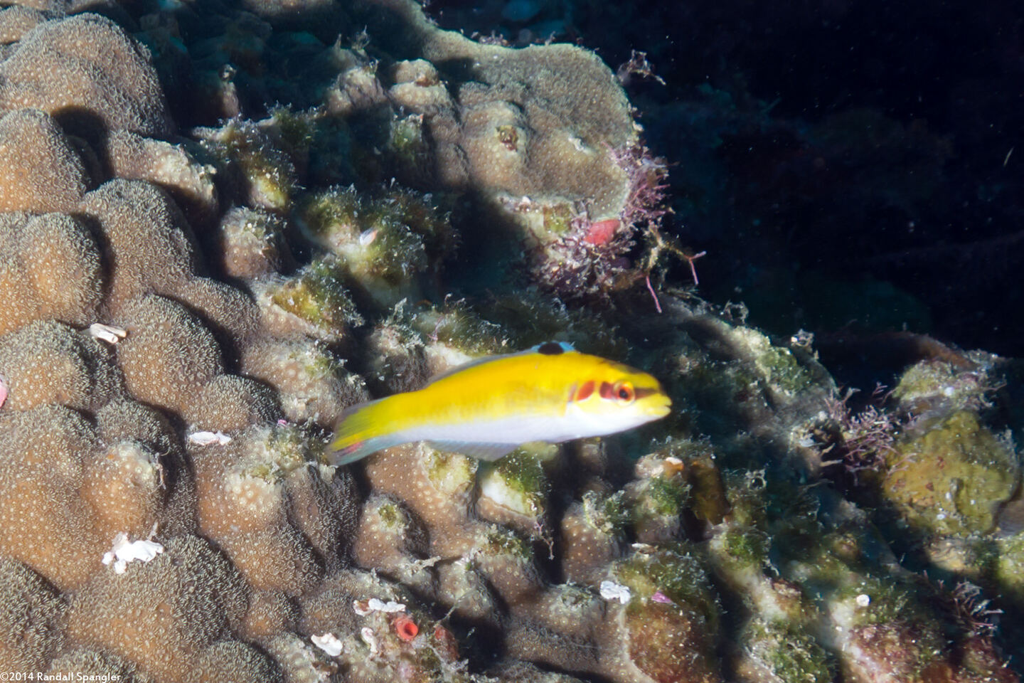 Thalassoma bifasciatum (Bluehead)