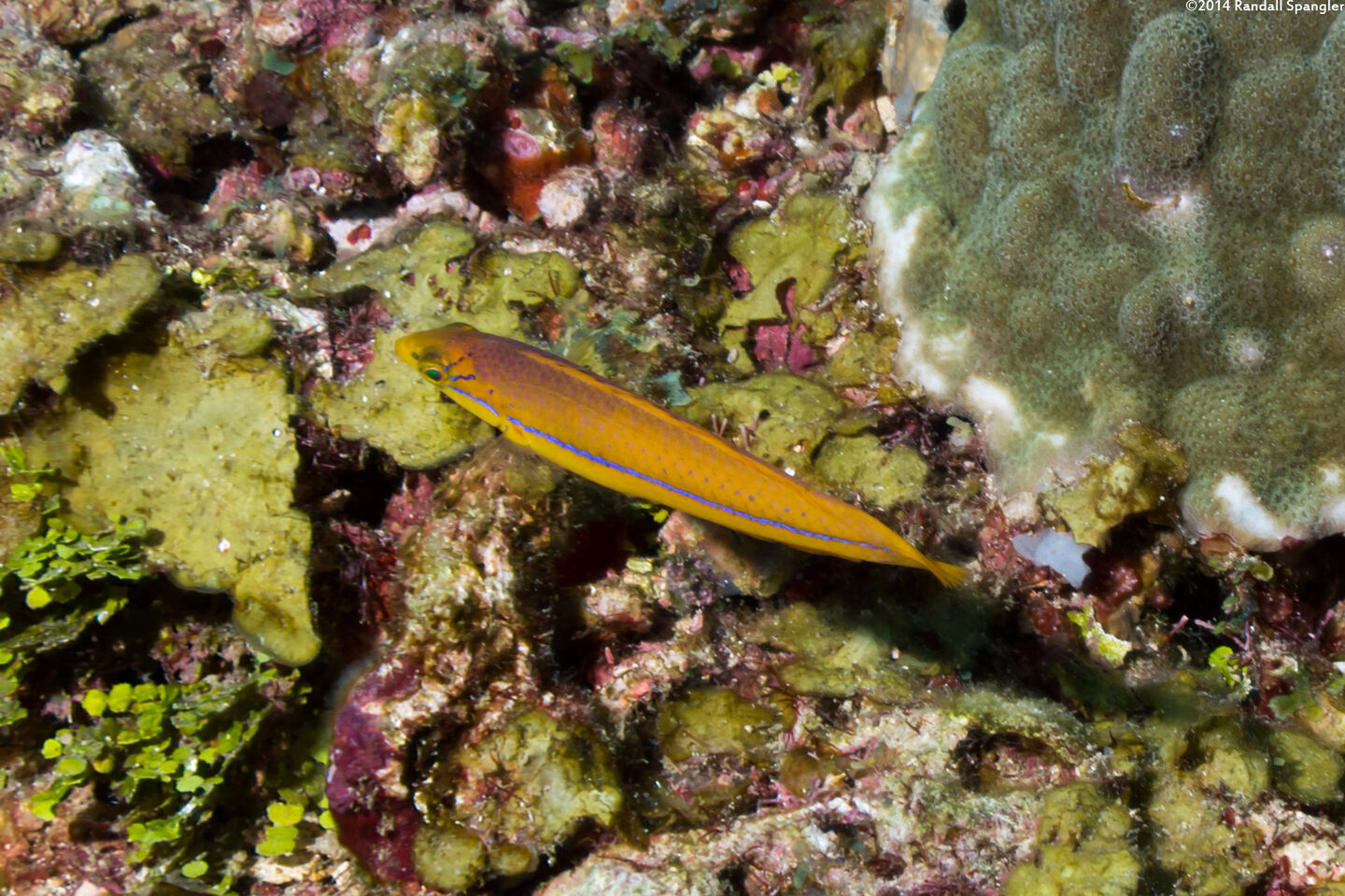 Halichoeres garnoti (Yellowhead Wrasse)