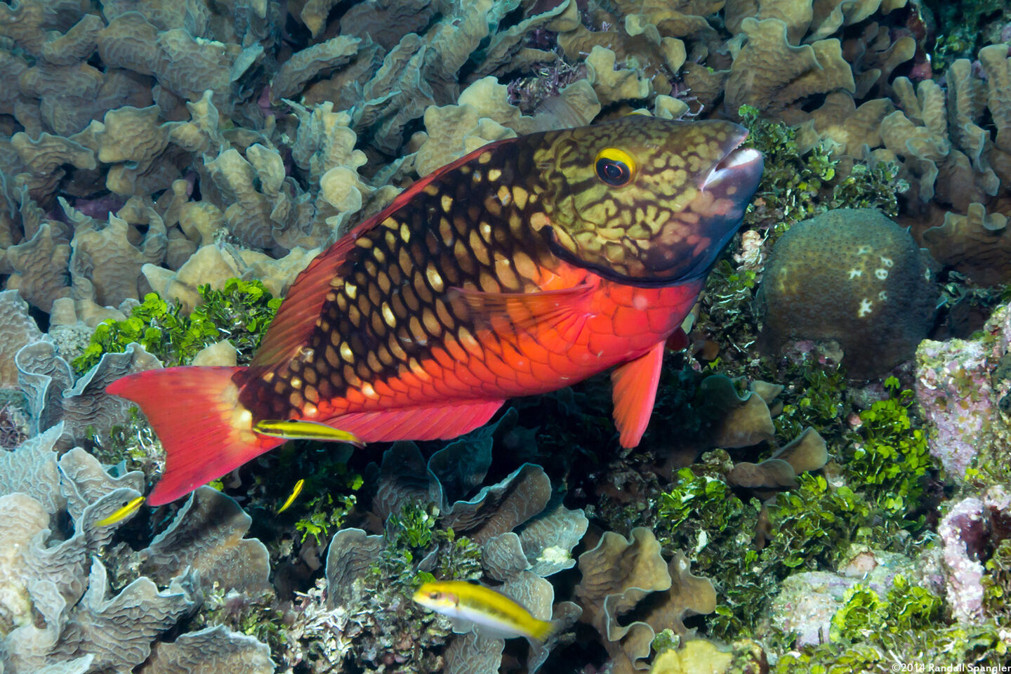 Sparisoma viride (Stoplight Parrotfish)