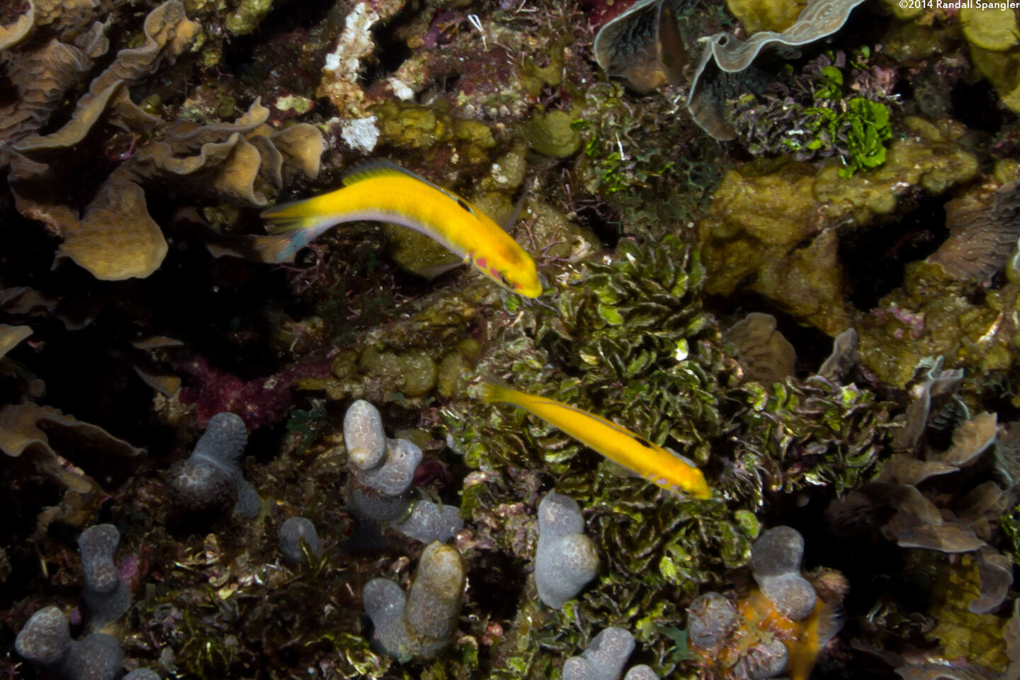 Thalassoma bifasciatum (Bluehead)