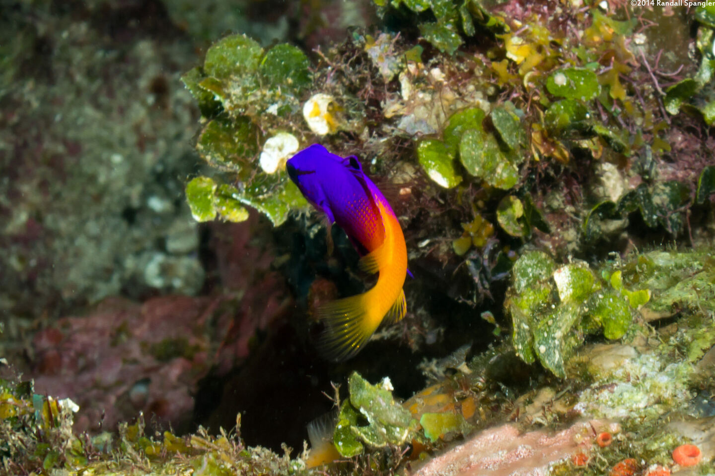 Gramma loreto (Fairy Basslet)