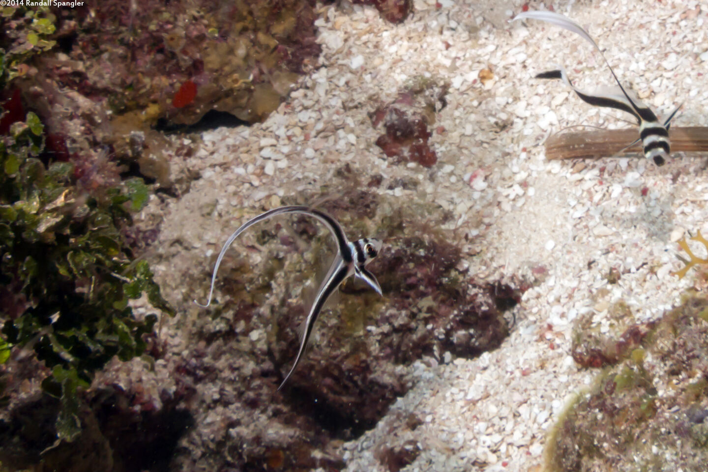 Equetas punctatus (Spotted Drum)