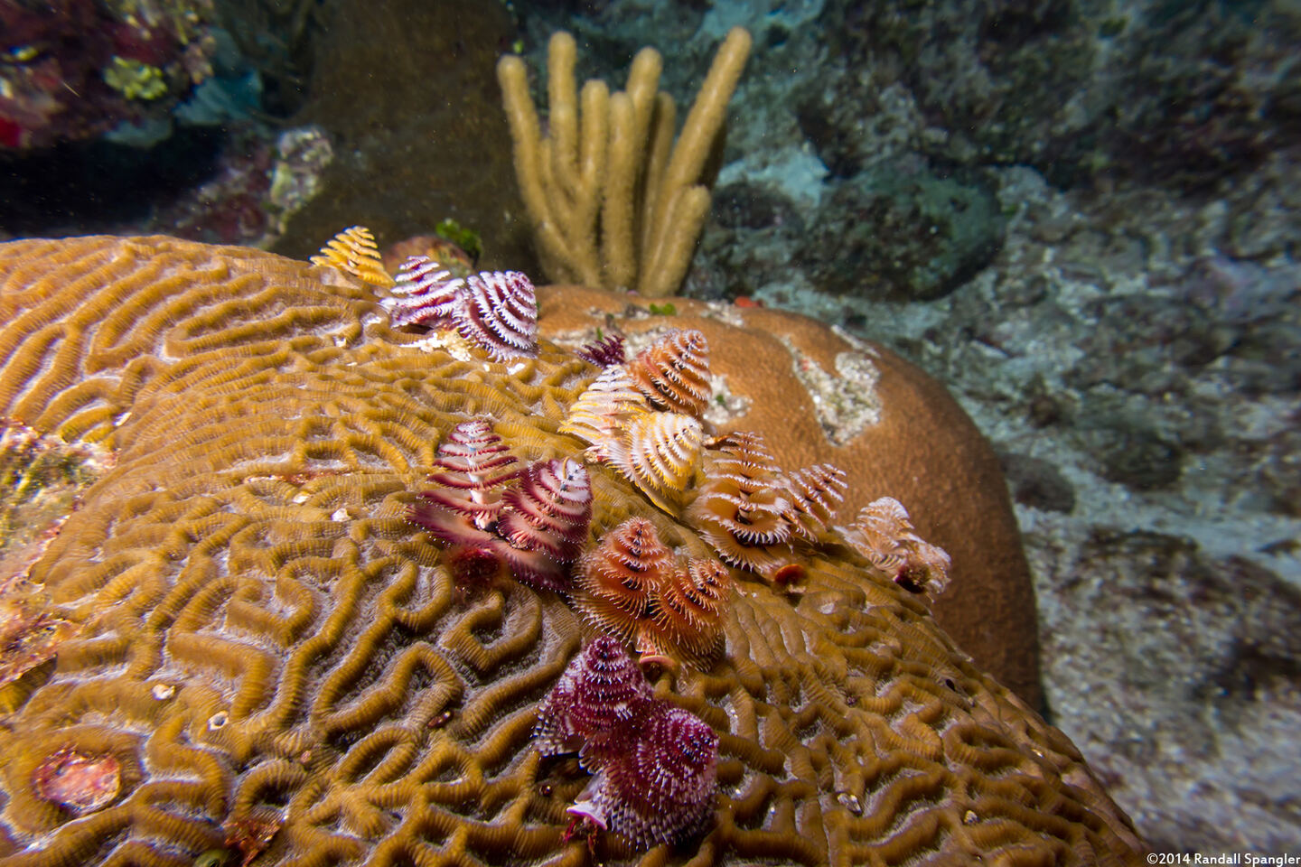 Spirobranchus giganteus (Christmas Tree Worm)