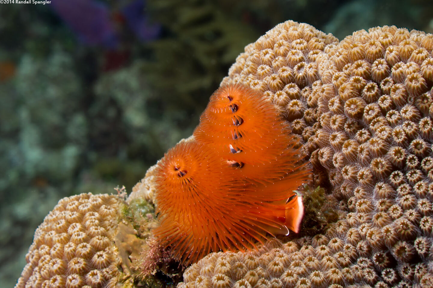 Spirobranchus giganteus (Christmas Tree Worm)