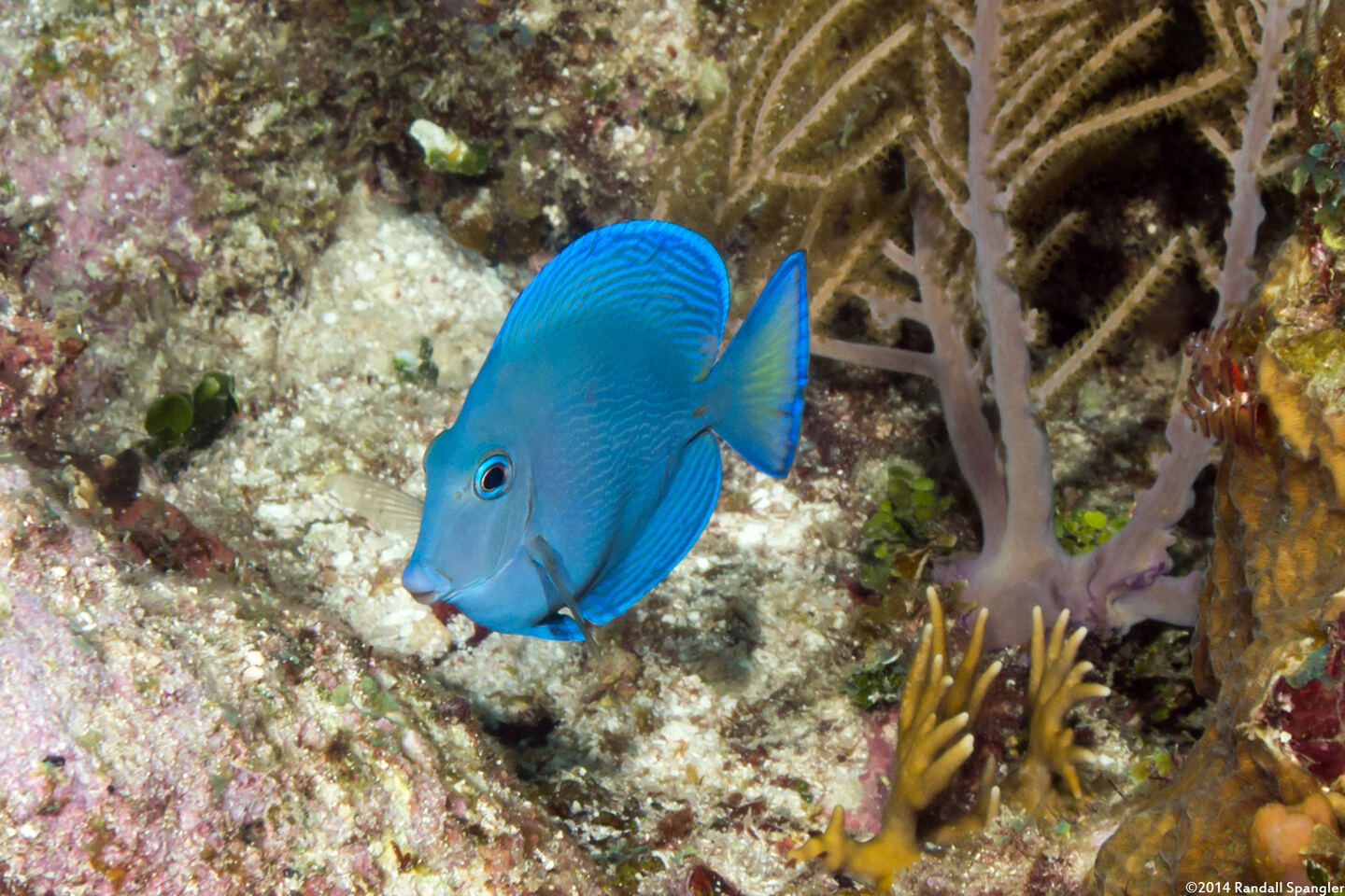 Acanthurus coeruleus (Blue Tang)