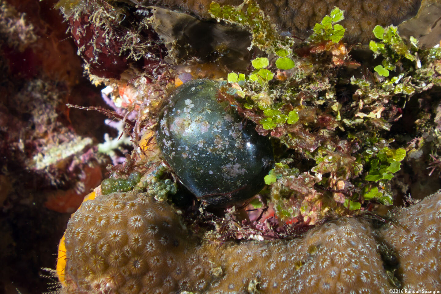 Valonia ventricosa (Sea Grape)