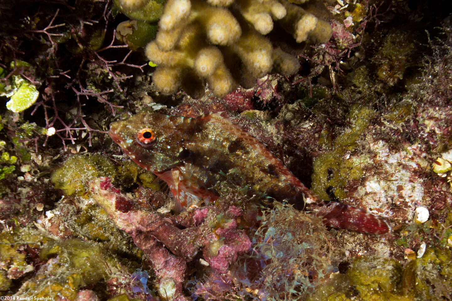 Sparisoma aurofrenatum (Redband Parrotfish)