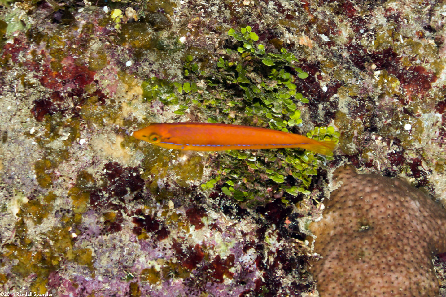 Halichoeres garnoti (Yellowhead Wrasse)