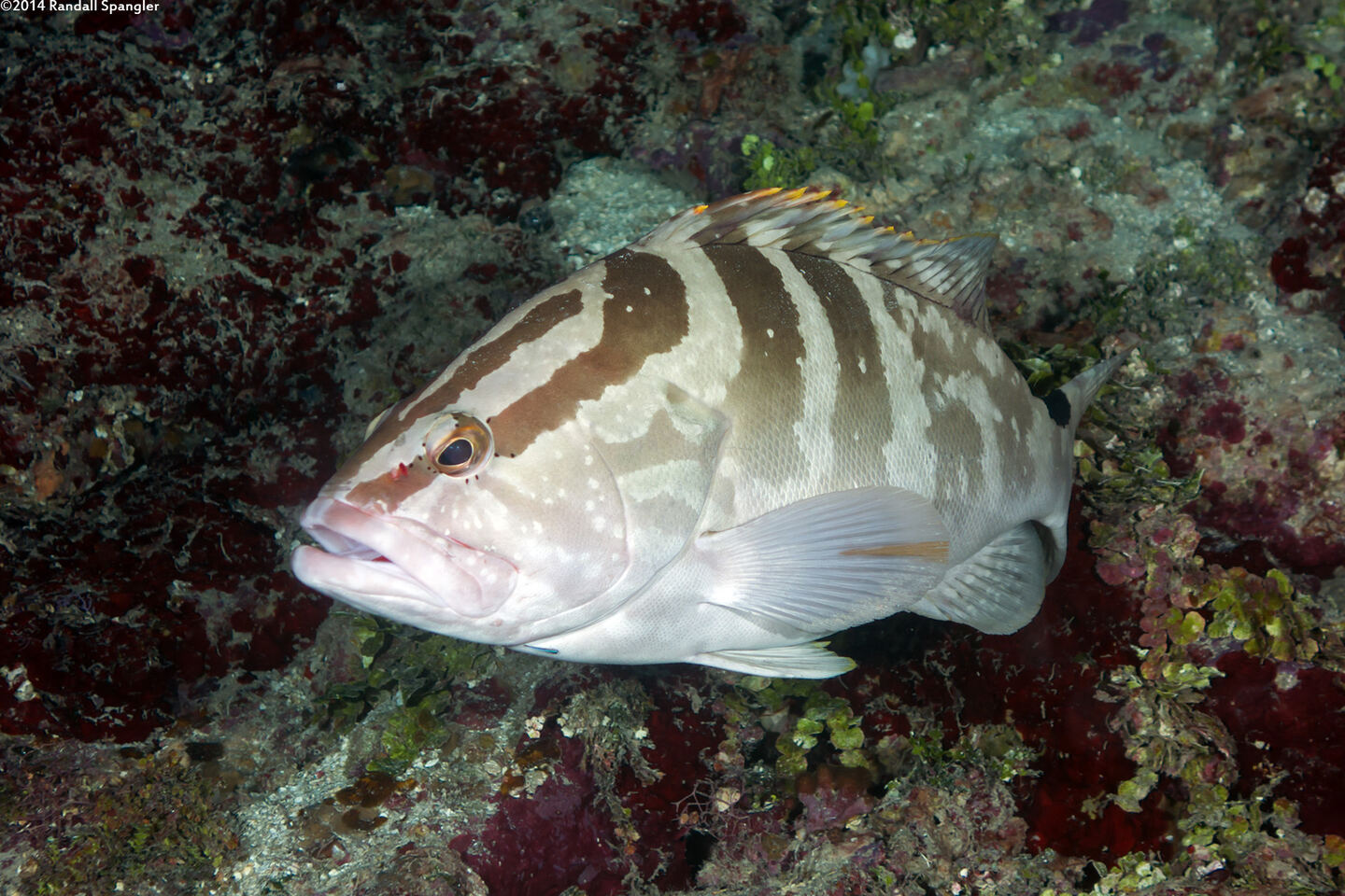 Epinephelus striatus (Nassau Grouper)