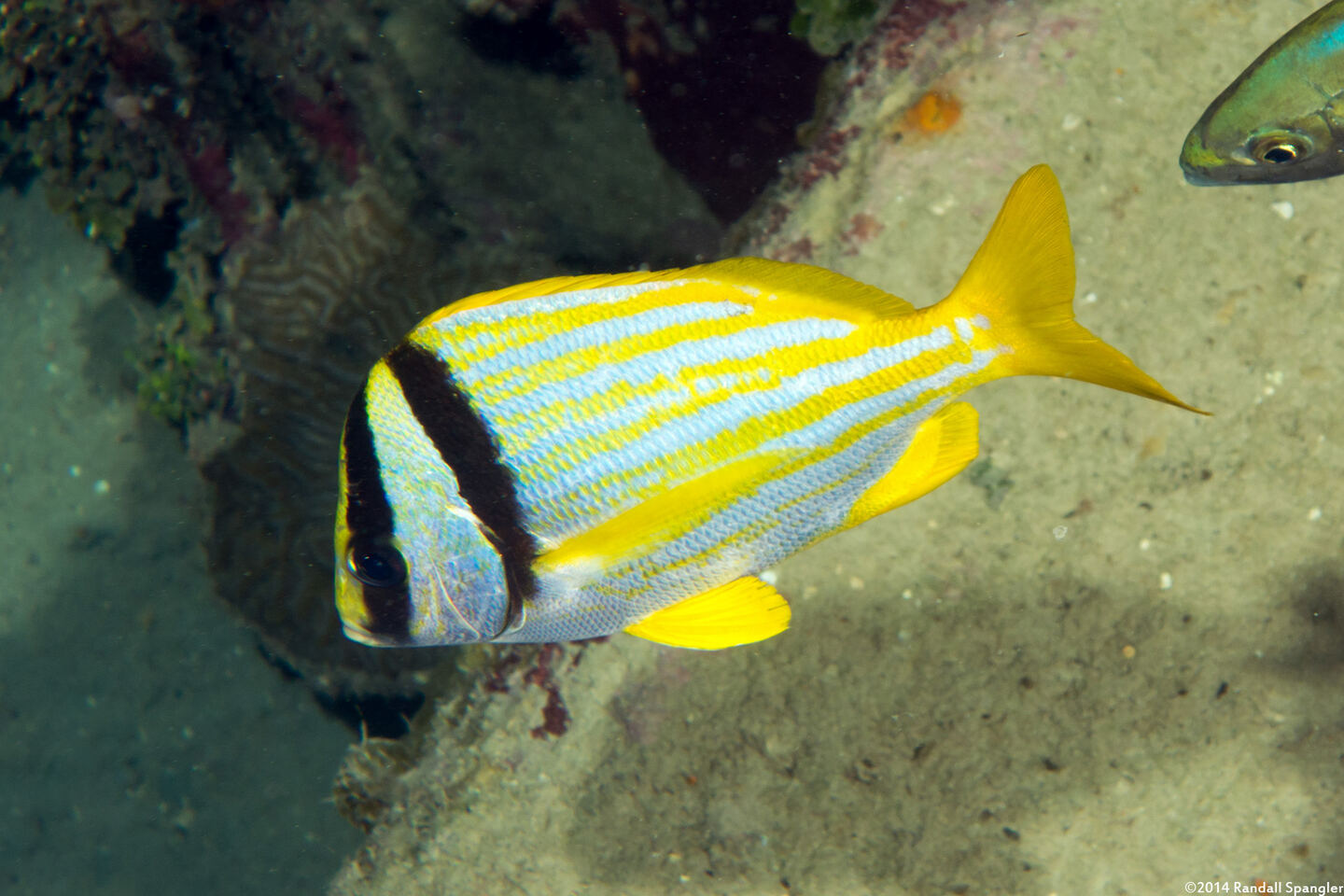 Anisotremus virginicus (Porkfish)