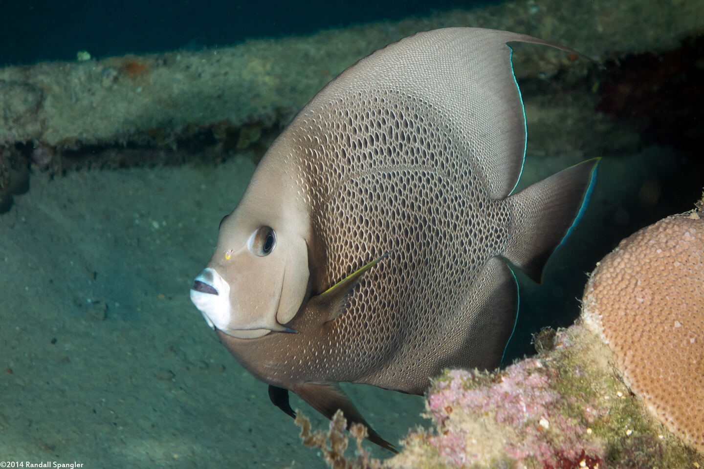 Pomacanthus arcuatus (Gray Angelfish)