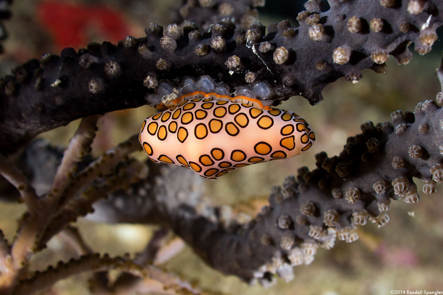 Cyphoma gibbosum (Flamingo Tongue); Laying eggs