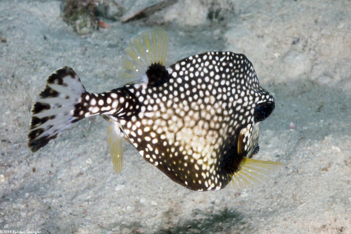 Lactophrys triqueter (Smooth Trunkfish)