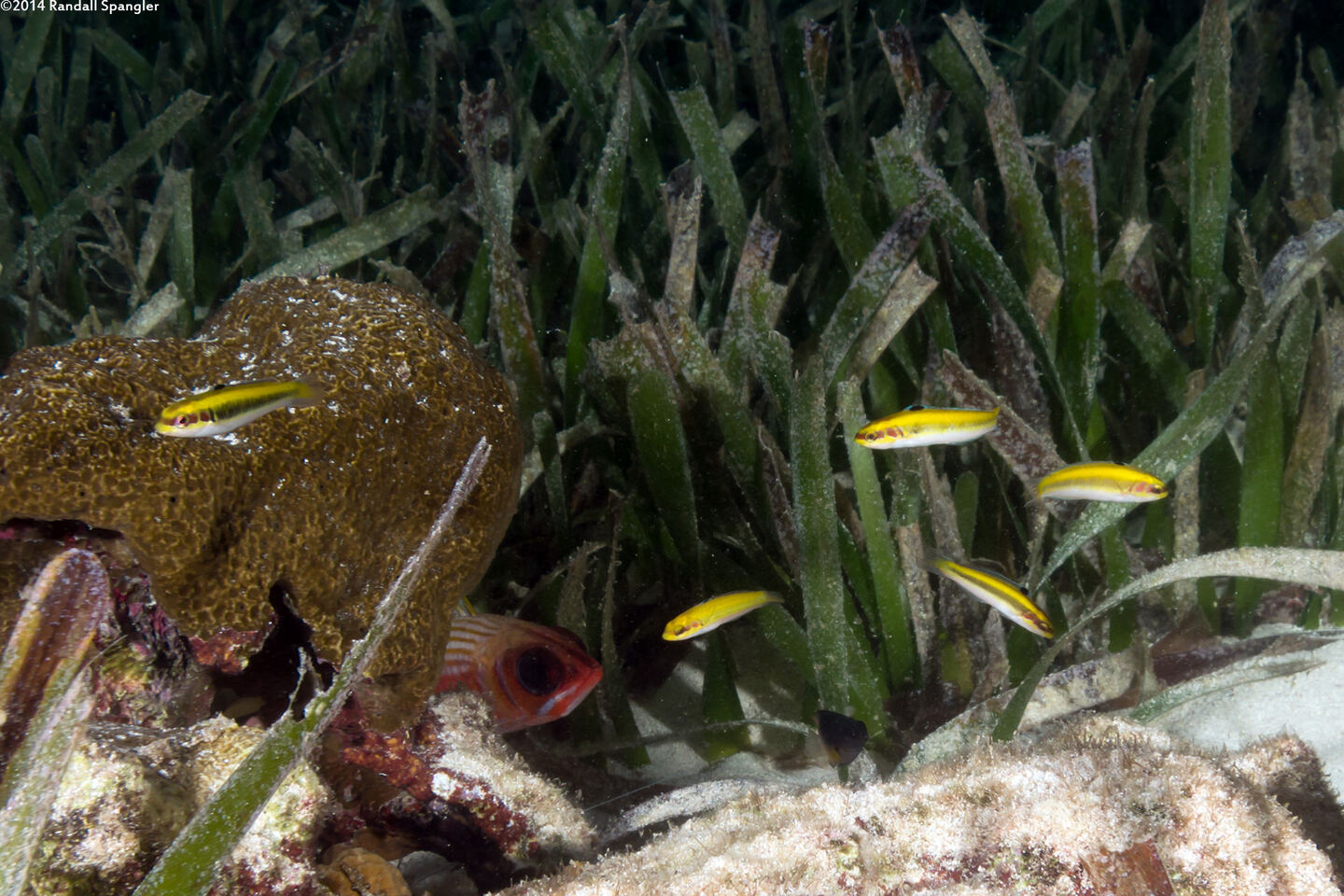 Thalassoma bifasciatum (Bluehead)