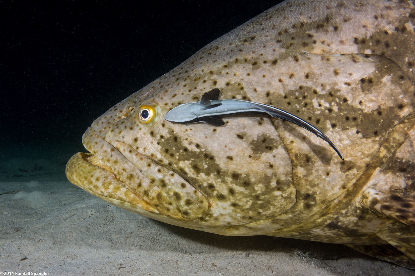 Epinephelus itajara (Goliath Grouper)