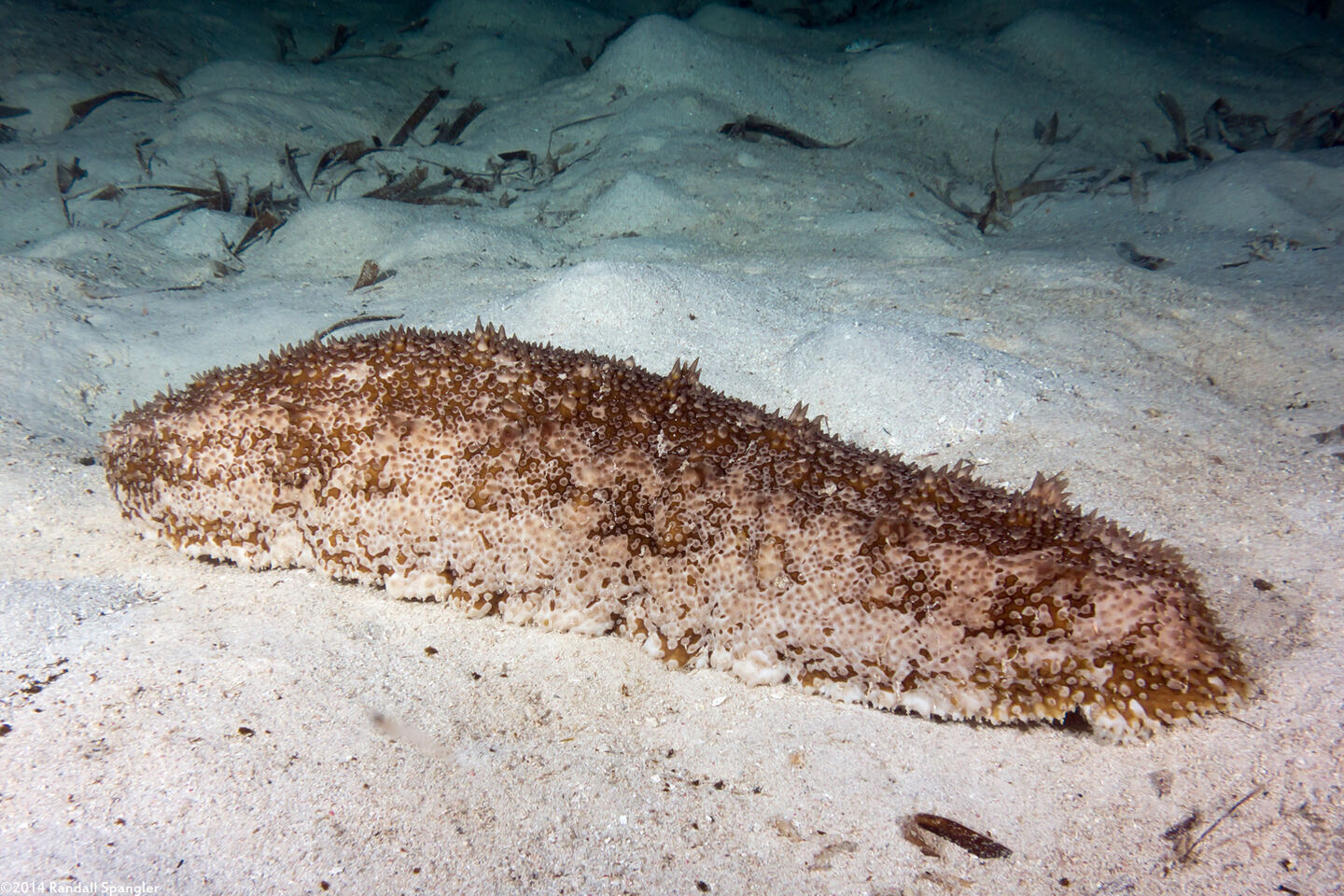 Astichopus multifidus (Furry Sea Cucumber)