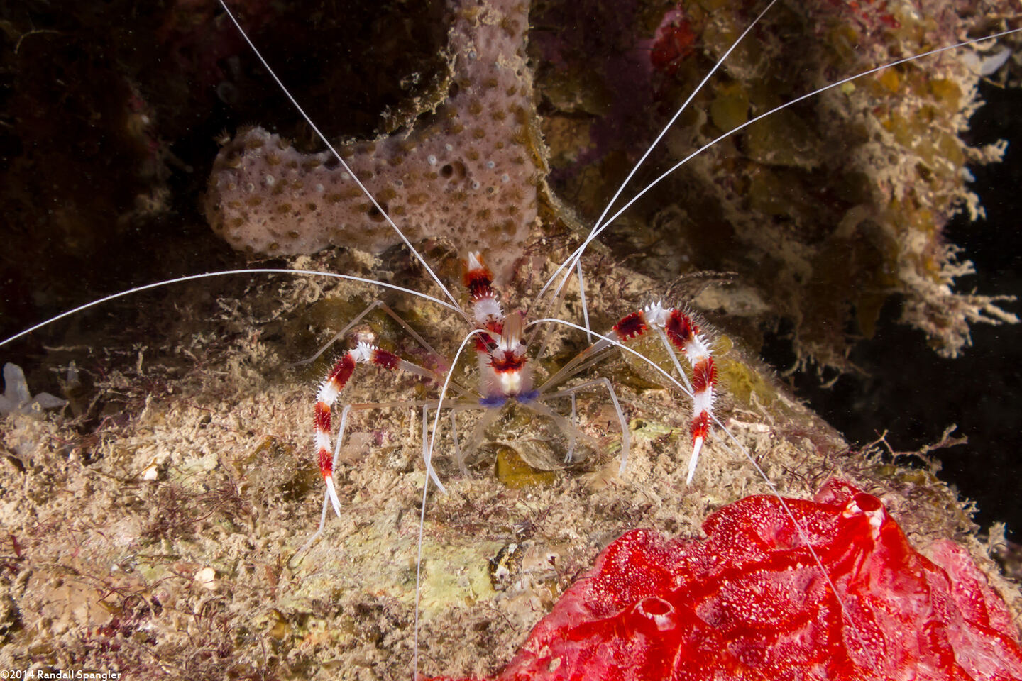 Stenopus hispidus (Banded Coral Shrimp)