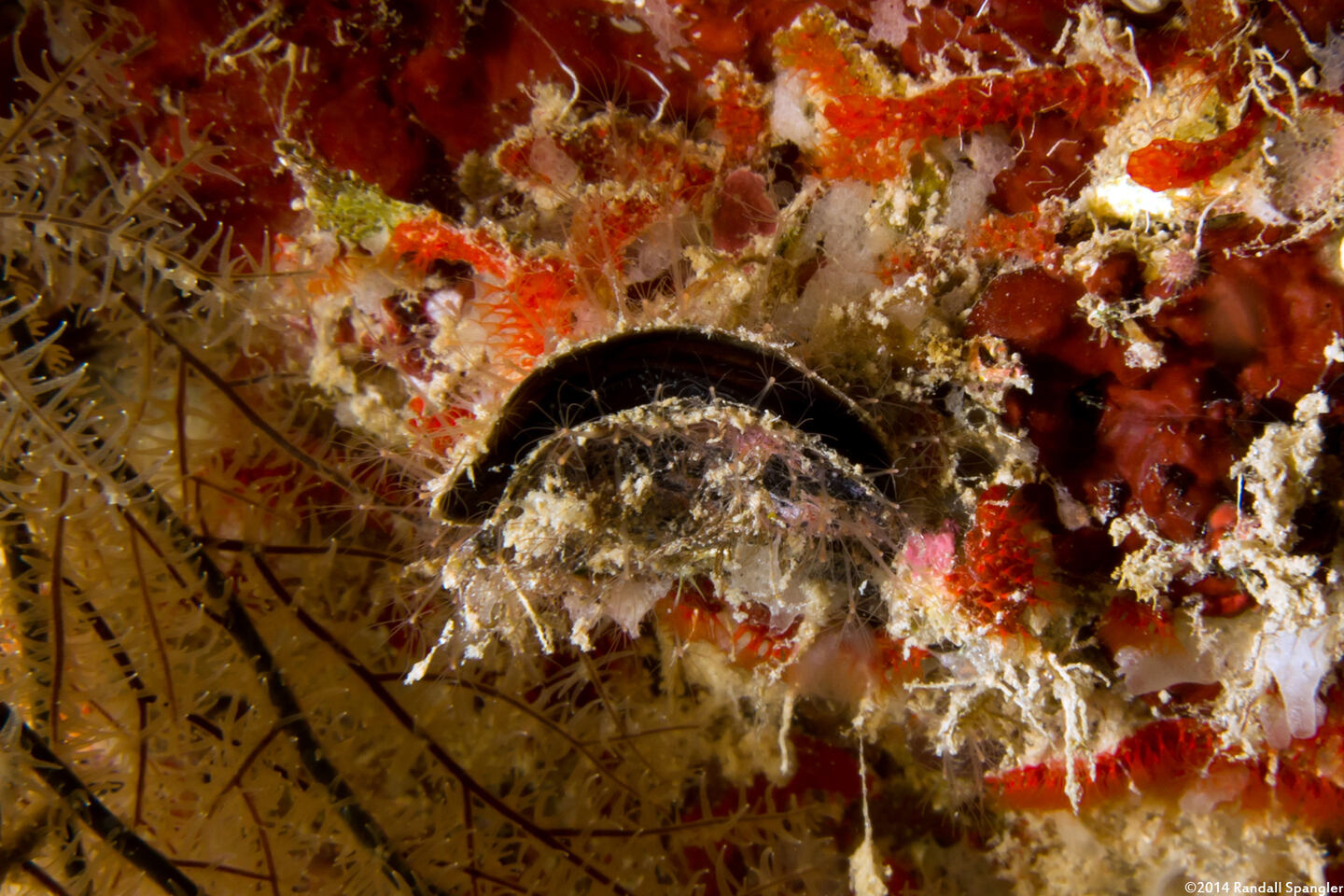 Pteria colymbus (Atlantic Wing-Oyster)