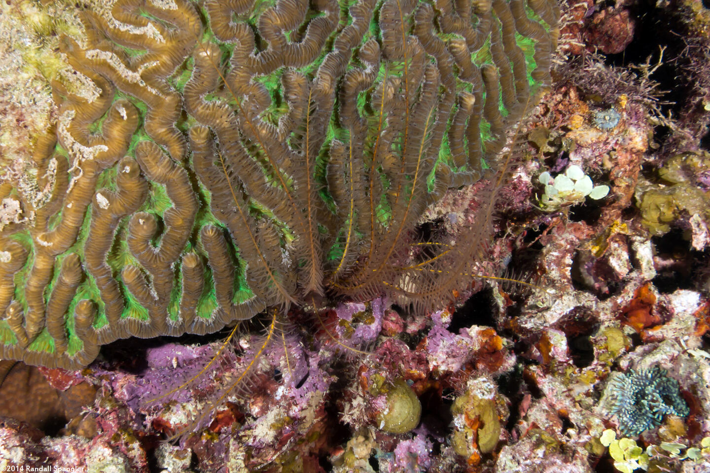Analcidometra armata (Beaded Crinoid)