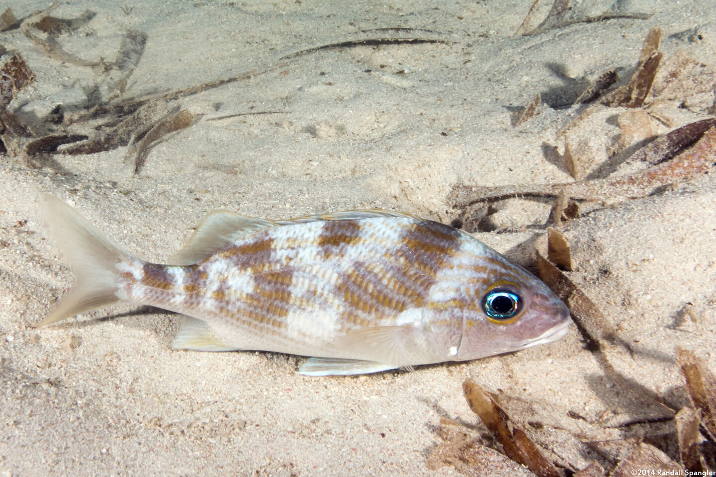 Haemulon flavolineatum (French Grunt)