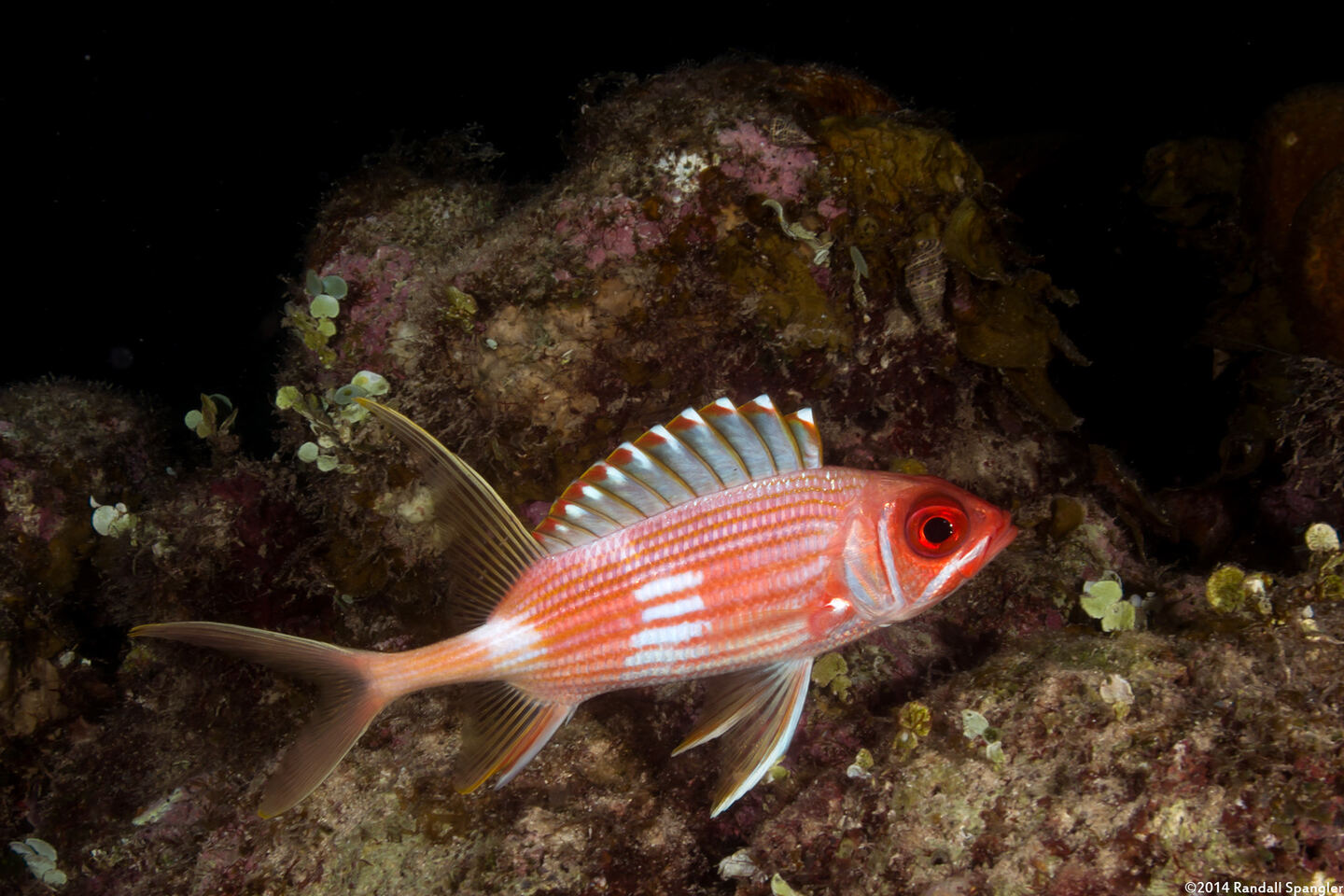 Holocentrus rufus (Longspine Squirrelfish)